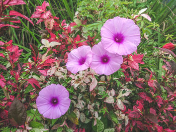 High angle view of purple flowers blooming on field