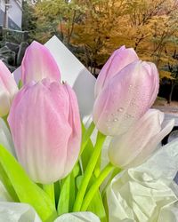 Close-up of pink tulip