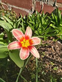 Close-up of red flowering plant