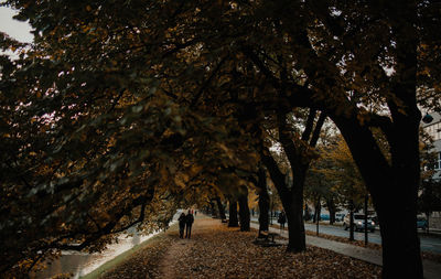 Rear view of person walking on footpath amidst trees in park