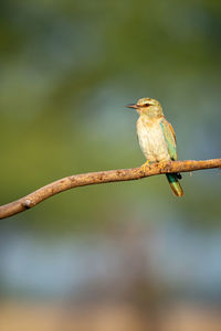 Close-up of bird perching on branch