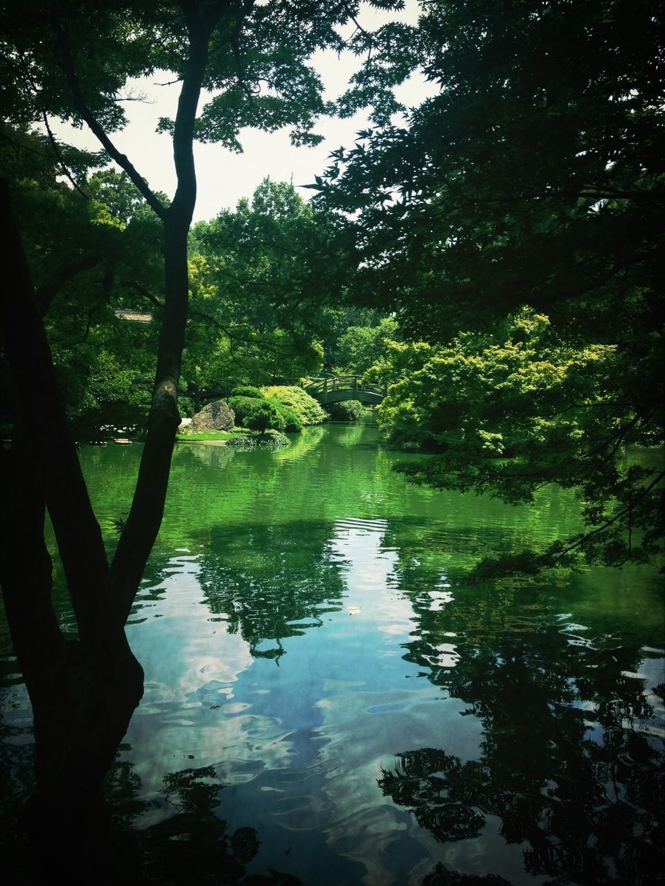 tree, water, reflection, tranquility, lake, tranquil scene, beauty in nature, scenics, nature, growth, waterfront, forest, branch, idyllic, green color, pond, standing water, outdoors, day, non-urban scene