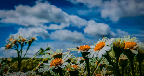 Close-up of yellow flowering plants on field against sky