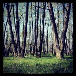 Trees on grassy field