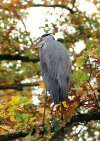 Low angle view of bird perching on branch