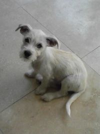 High angle view of dog sitting on floor