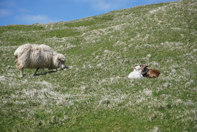 Dog relaxing on grassy field