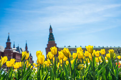 Yellow flowering plants on a field