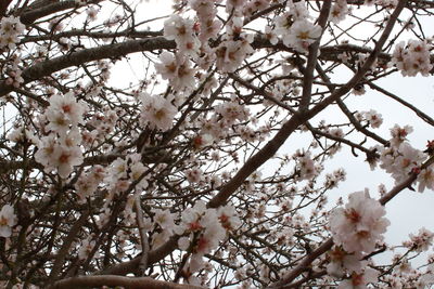 Low angle view of blossoms on tree