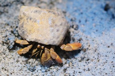 Close-up of insect on rock