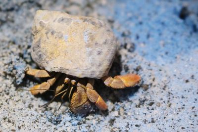 Close-up of hermit crab