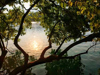 Trees by lake against sky