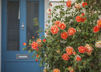Close-up of red flower pot and blue door