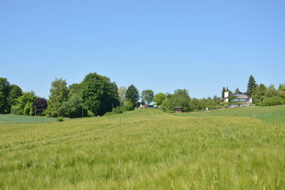 Trees on field against clear sky