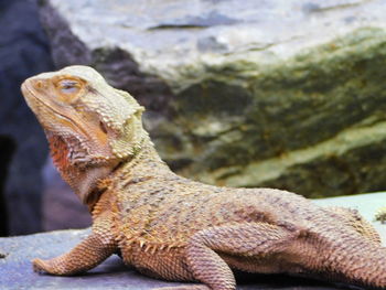 Close-up of a lizard on rock