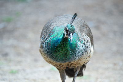 Close-up of peacock