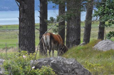 Horses on tree trunk