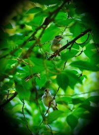 Low angle view of bird perching on tree