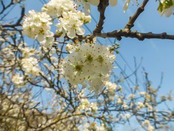 Close-up of apple blossoms in spring