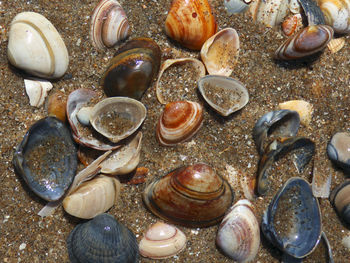 Close-up of seashells on beach