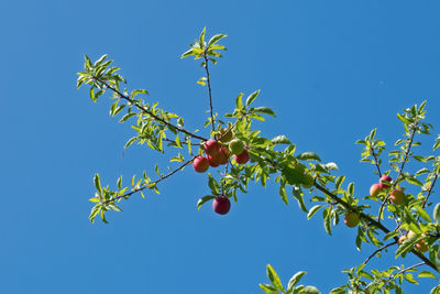 Low angle view of berries growing on tree against sky