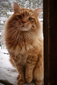 Orange tabby cat wanting to come inside out of the snow