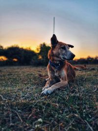 A stray dog relaxing in the sunset hues