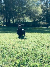 Dog sitting in a field