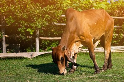 Horse grazing in field