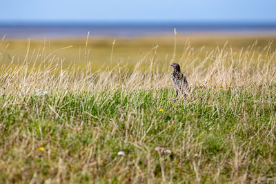 View of an animal on grass