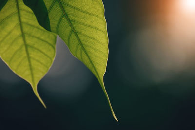 Close-up of green leaves