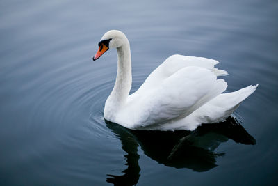 Close-up of swan swimming on lake