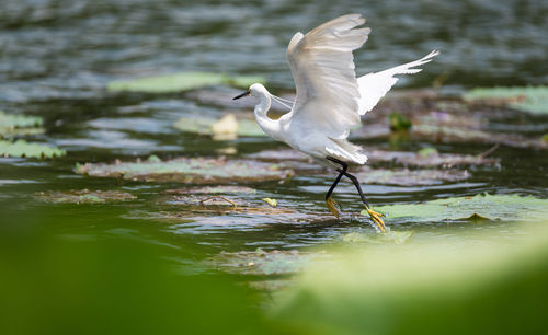 Bird on lake