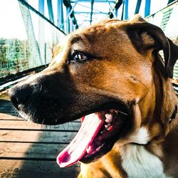 Close-up of dog outdoors