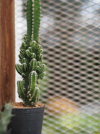 Close-up of succulent plant