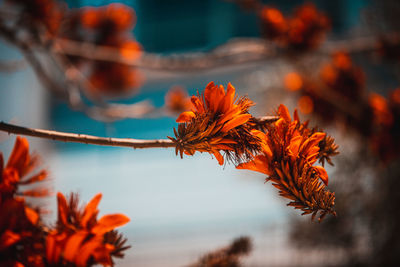 Close-up of orange flowering plant during autumn