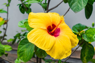 Close-up of yellow hibiscus blooming outdoors