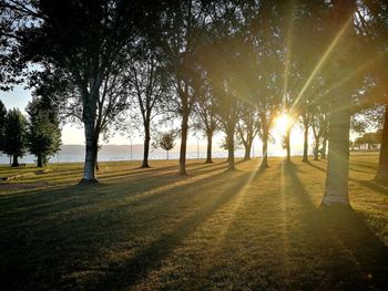 Sunlight streaming through trees in park