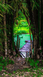 Empty bench in forest