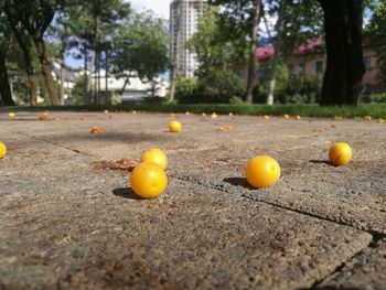 Close-up of orange fruit on tree in park