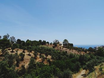 Trees on landscape against clear sky