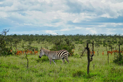 View of a zebra on field