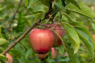 Close-up of apple on tree