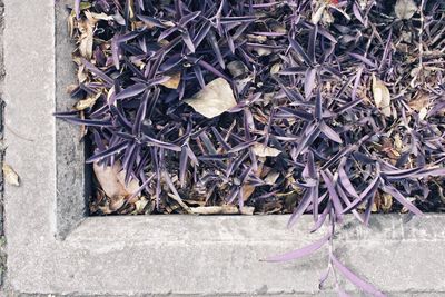 High angle view of a lizard on the wall