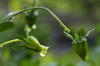 Close-up of wet plant