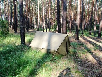 Trees on field in forest