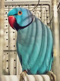 Close-up of parrot in cage