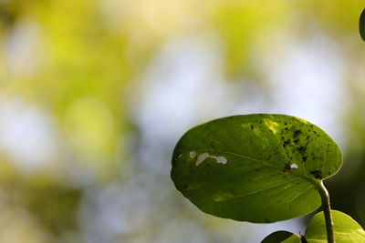 Close-up of green leaves