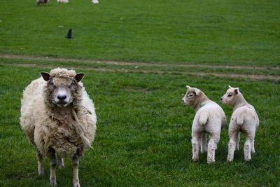 Sheep grazing on grassy field