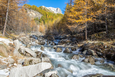 Scenic view of waterfall in forest